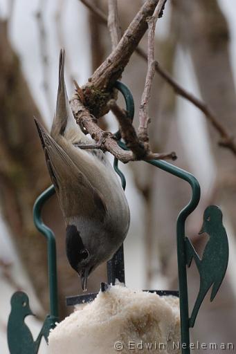 ENE-20100224-0068.jpg - [nl] Zwartkop ( Sylvia atricapilla ) | Ommeren, Nederland[en] Blackcap ( Sylvia atricapilla ) | Ommeren, The Netherlands